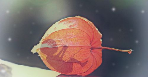 Pixabay - Abortion